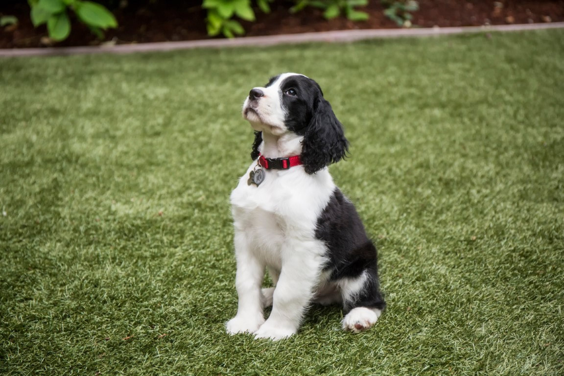 artificial grass for dogs
