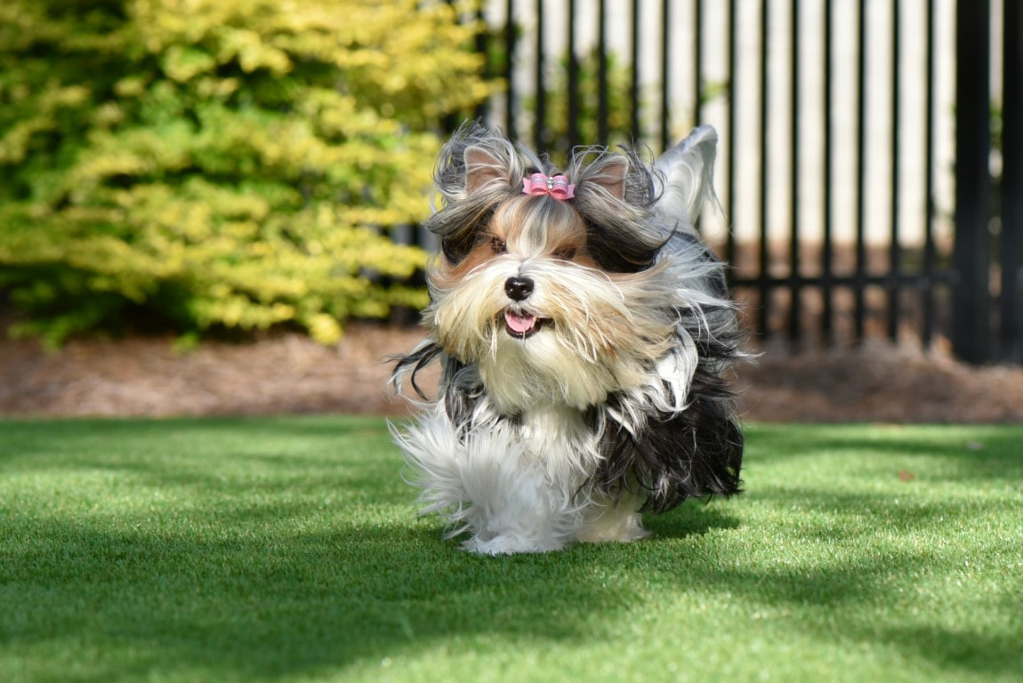 artificial turf for dogs
